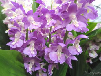 エビネ 蘭裕園 Ranyuen