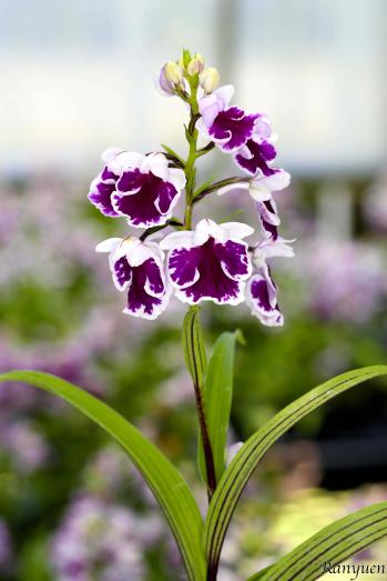 アワチドリ・夢ちどり 蘭裕園 Ranyuen