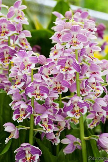 エビネ 蘭裕園 Ranyuen