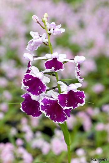 アワチドリ・夢ちどり 蘭裕園 Ranyuen