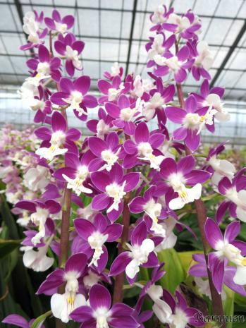 エビネ 蘭裕園 Ranyuen