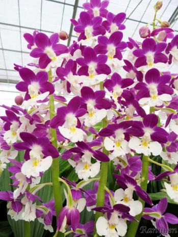 エビネ 蘭裕園 Ranyuen