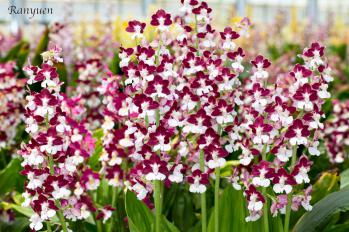 エビネ 蘭裕園 Ranyuen