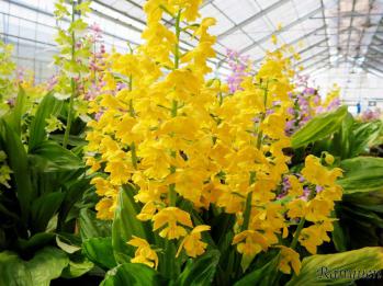 エビネ 蘭裕園 Ranyuen