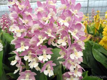 エビネ 蘭裕園 Ranyuen