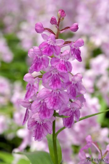 アワチドリ・夢ちどり 蘭裕園 Ranyuen