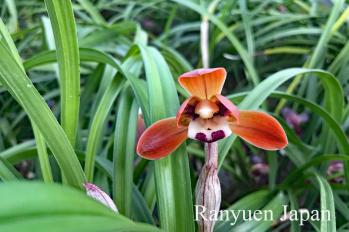 春蘭 蘭裕園 Ranyuen