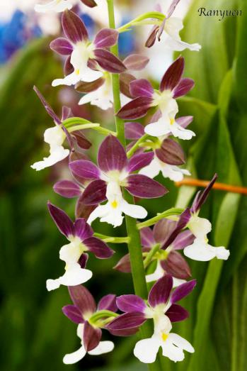 エビネ 蘭裕園 Ranyuen