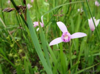 トキソウ 蘭裕園 Ranyuen