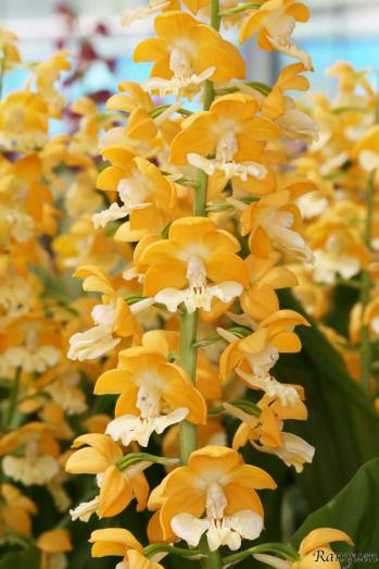 エビネ 蘭裕園 Ranyuen