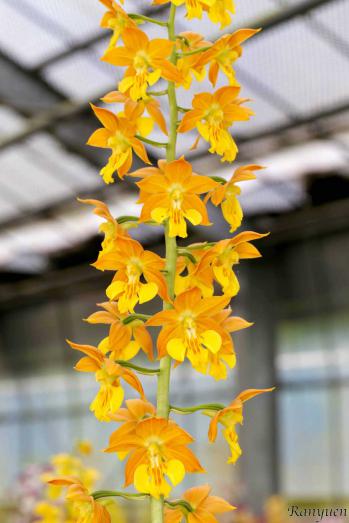 エビネ 蘭裕園 Ranyuen