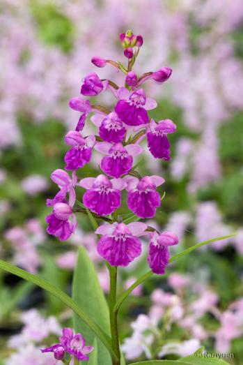 アワチドリ・夢ちどり 蘭裕園 Ranyuen
