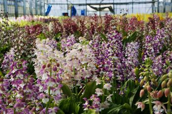 エビネ 蘭裕園 Ranyuen