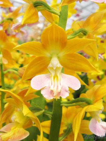 エビネ 蘭裕園 Ranyuen