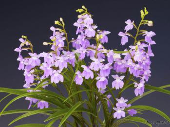 Ponerorchis Ranyuen