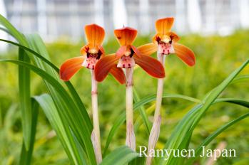 春蘭 蘭裕園 Ranyuen