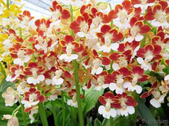 エビネ 蘭裕園 Ranyuen