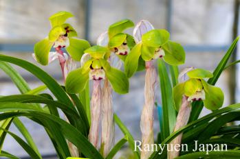 春蘭 蘭裕園 Ranyuen