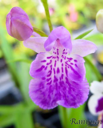 アワチドリ・夢ちどり 蘭裕園 Ranyuen