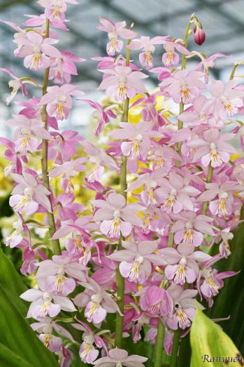 エビネ 蘭裕園 Ranyuen