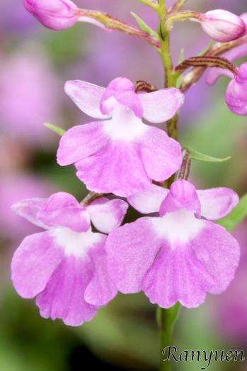 アワチドリ・夢ちどり 蘭裕園 Ranyuen