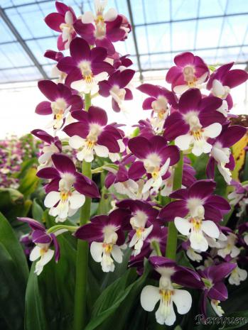 エビネ 蘭裕園 Ranyuen