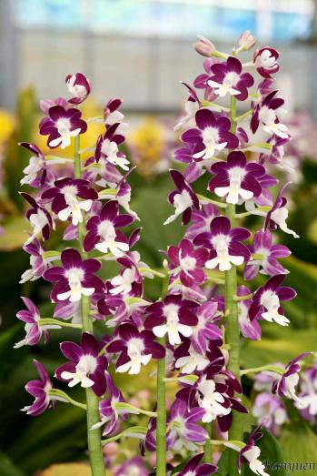 エビネ 蘭裕園 Ranyuen