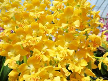 エビネ 蘭裕園 Ranyuen