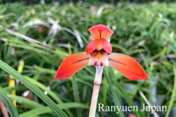 春蘭 蘭裕園 Ranyuen