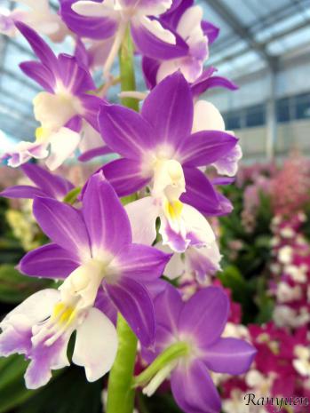 エビネ 蘭裕園 Ranyuen