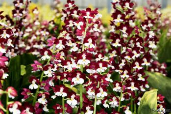 エビネ 蘭裕園 Ranyuen