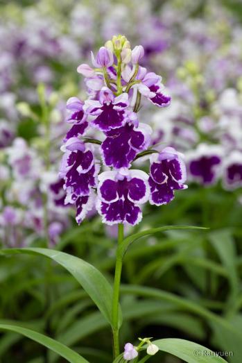 アワチドリ・夢ちどり 蘭裕園 Ranyuen