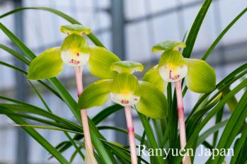 春蘭 蘭裕園 Ranyuen