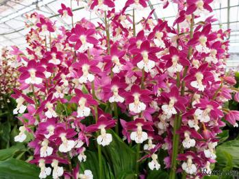 エビネ 蘭裕園 Ranyuen