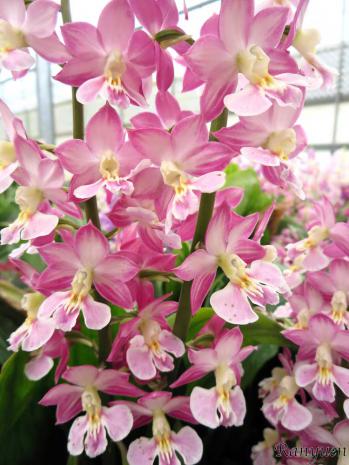 エビネ 蘭裕園 Ranyuen