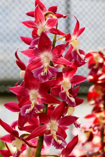 Calanthe Ranyuen