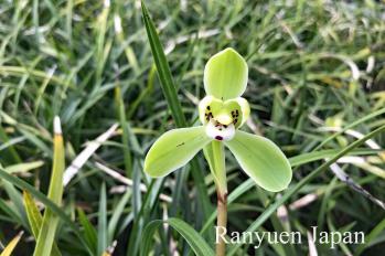 春蘭 蘭裕園 Ranyuen