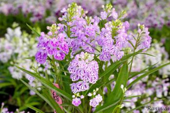 アワチドリ・夢ちどり 蘭裕園 Ranyuen