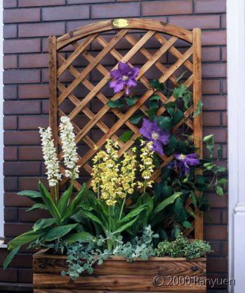 蘭裕園スタイル 蘭裕園 Ranyuen