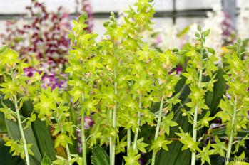 エビネ 蘭裕園 Ranyuen