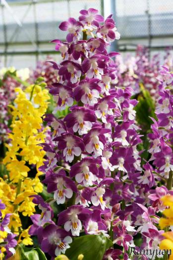 エビネ 蘭裕園 Ranyuen