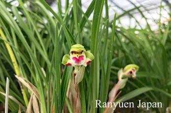 春蘭 蘭裕園 Ranyuen