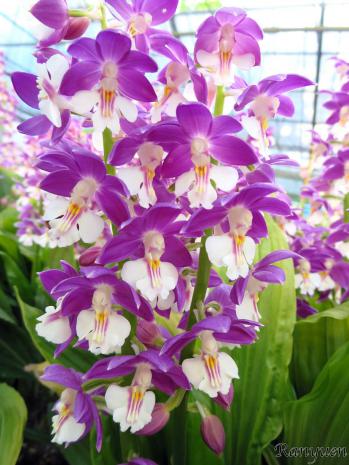 エビネ 蘭裕園 Ranyuen