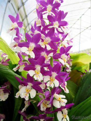 エビネ 蘭裕園 Ranyuen