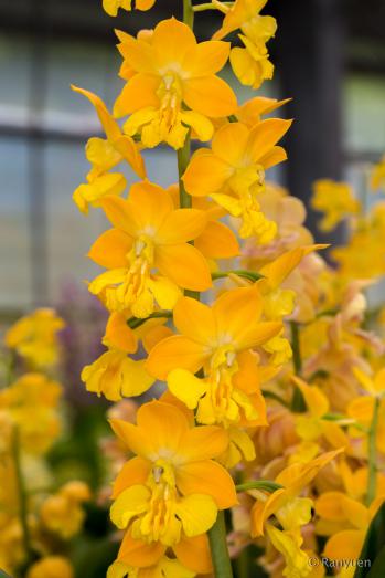 エビネ 蘭裕園 Ranyuen