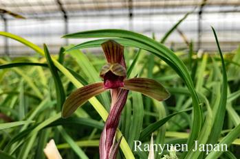 春蘭 蘭裕園 Ranyuen