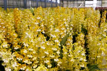 エビネ 蘭裕園 Ranyuen