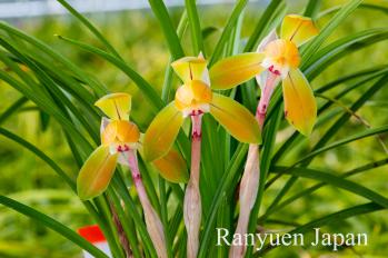 春蘭 蘭裕園 Ranyuen