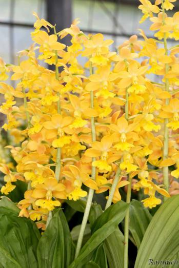 エビネ 蘭裕園 Ranyuen