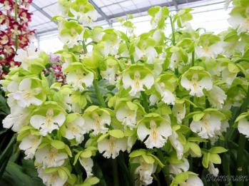 エビネ 蘭裕園 Ranyuen